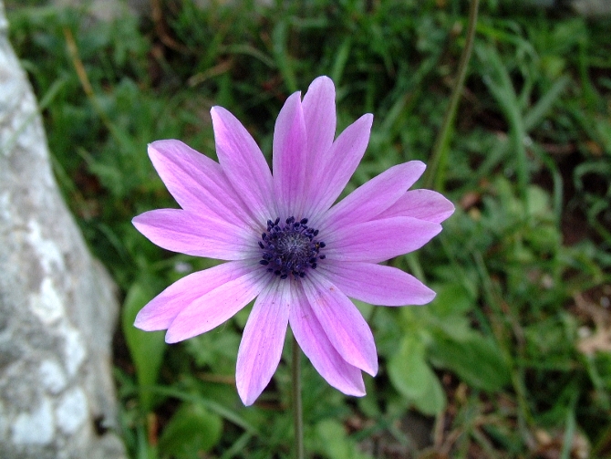 Anemone apennina e Anemone hortensis